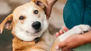 ¿Quieres adoptar una mascota? Anuncian edición de AdoptaFest en el Hanal Pixán 2025 Puerto Juárez