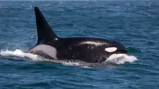   Día Mundial de las Ballenas y los delfines: Conoce los cetáceos que visitan las costas de Yucatán   