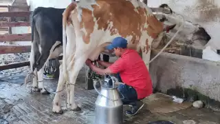 Gobierno de Sheinbaum prepara estrategia para impulsar la producción de leche y arroz en Campeche