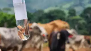 Campeche registra más de 500 casos de gusano barrenador en el ganado