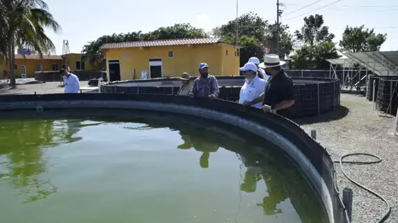 Actualmente 36 tinas de mojarras están desmanteladas y su funcionamiento requiere recursos que no pueden esperar.