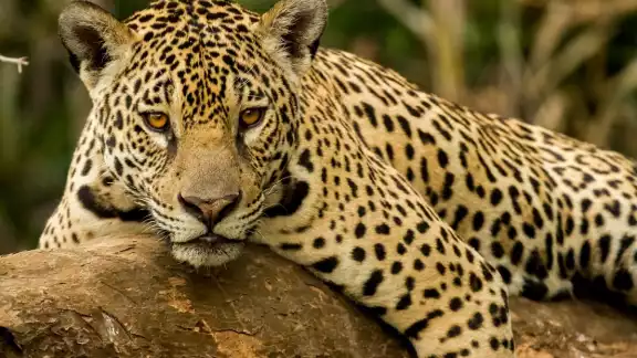 Ven necesario reforzar las medidas de conservación, y establecer nuevas áreas destinadas voluntariamente a la preservación de la especie.