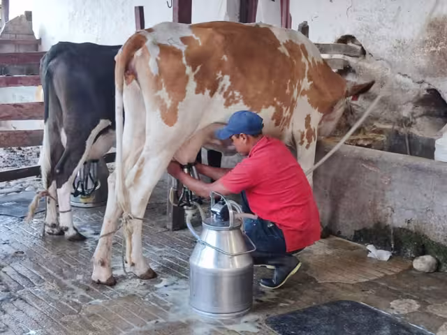 Sader anuncia apoyos para más de mil productores de leche y arroz en Campeche