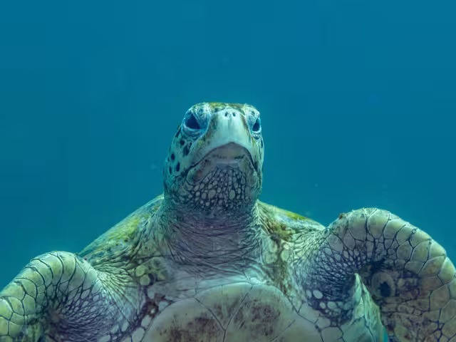 Campechanos podrán liberar tortugas carey este agosto