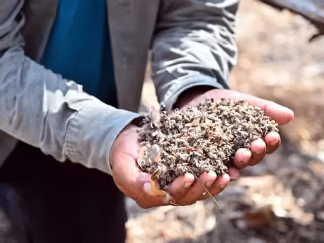 Pueden turnar a la Federación la denuncia por la muerte de las abejas