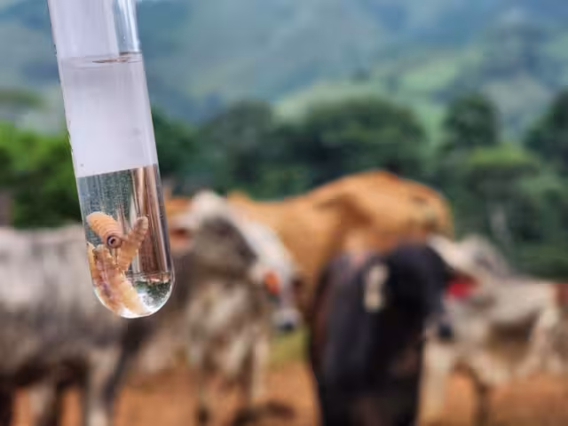 Senasica confirma tres casos de gusano barrenador en humanos en Campeche