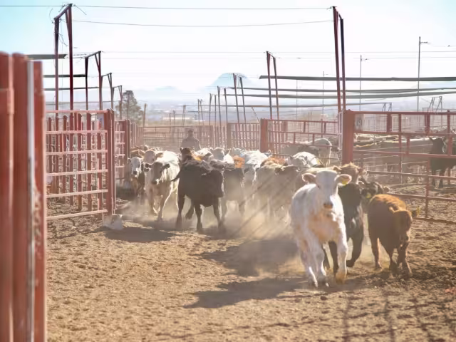 Ganaderos de Campeche dejan de denunciar abigeato por lentitud en investigaciones