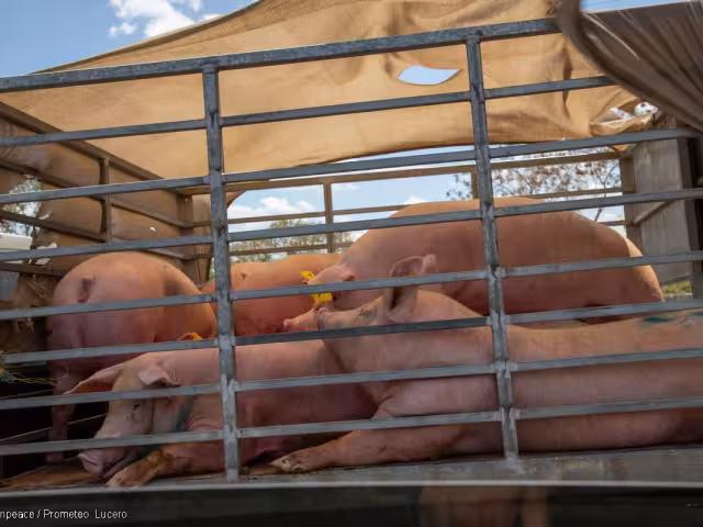 En Santa María Chi los pobladores aún esperan que retiren los cerdos de la planta recién clausurada.