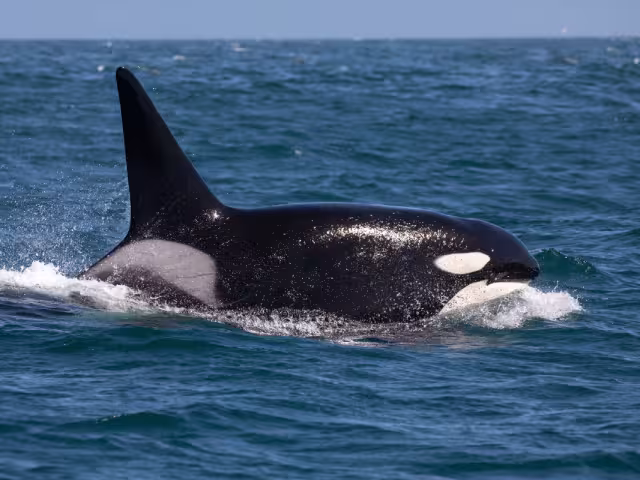 Las amenazas principales de los cetáceos son la pesca incidental, la cacería y la degradación de su hábitat