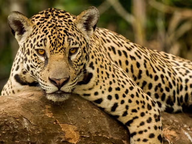 Ven necesario reforzar las medidas de conservación, y establecer nuevas áreas destinadas voluntariamente a la preservación de la especie.