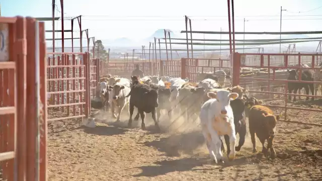 Ganaderos de Campeche dejan de denunciar abigeato por lentitud en investigaciones