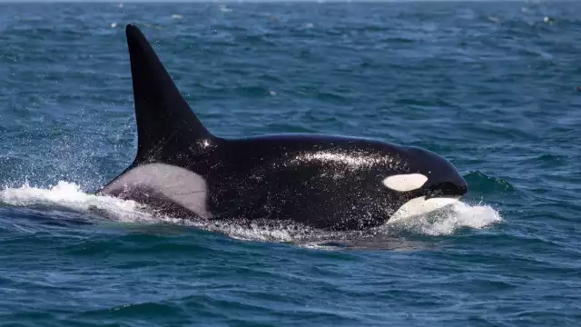 Las amenazas principales de los cetáceos son la pesca incidental, la cacería y la degradación de su hábitat