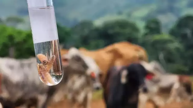 Senasica confirma tres casos de gusano barrenador en humanos en Campeche