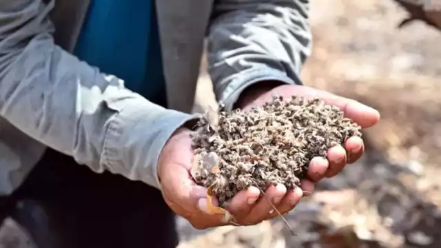 Pueden turnar a la Federación la denuncia por la muerte de las abejas