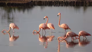 Flamenco rosado de Yucatán en peligro: Al día mueren hasta 16  por depredadores naturales  y actividad humana