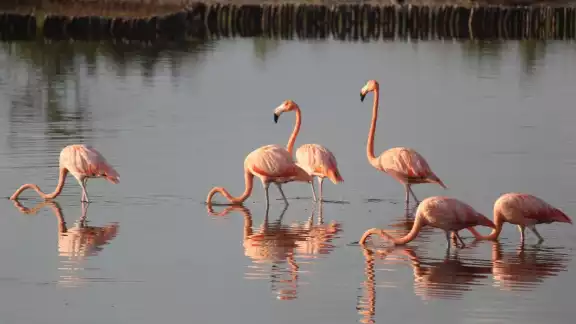 Ambientalistas llaman a proteger la costa como santuario de estas aves emblemáticas Ambientalistas llaman a proteger la costa como santuario de estas aves emblemáticas