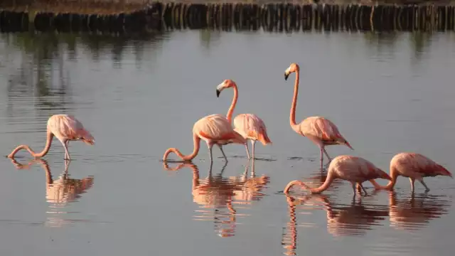 Ambientalistas llaman a proteger la costa como santuario de estas aves emblemáticas
