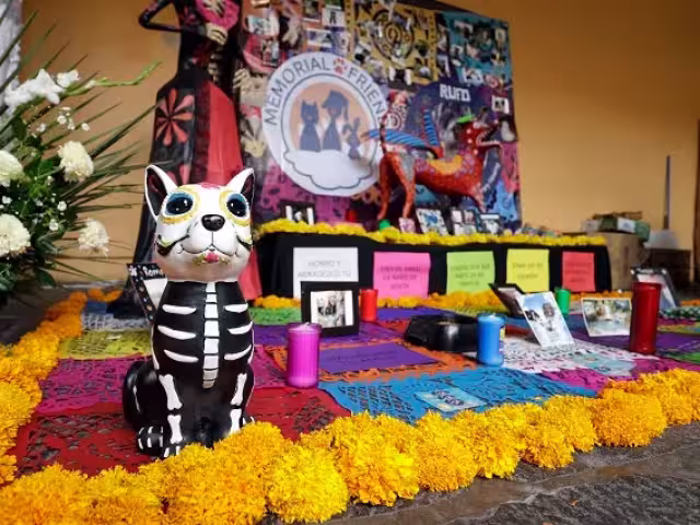 Por tradición del Día de Muertos, también existen ofrendas para las mascotas