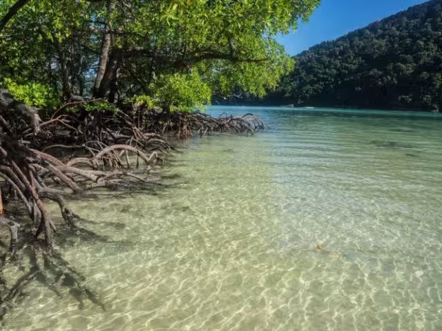 Campeche suma esfuerzos internacionales para proteger más de 200 mil hectáreas de manglar