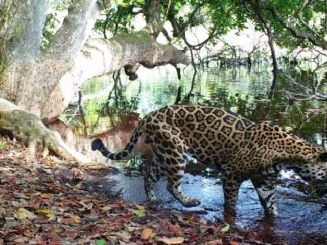 Nuevas áreas protegidas en el Corredor Biológico Balam Beh