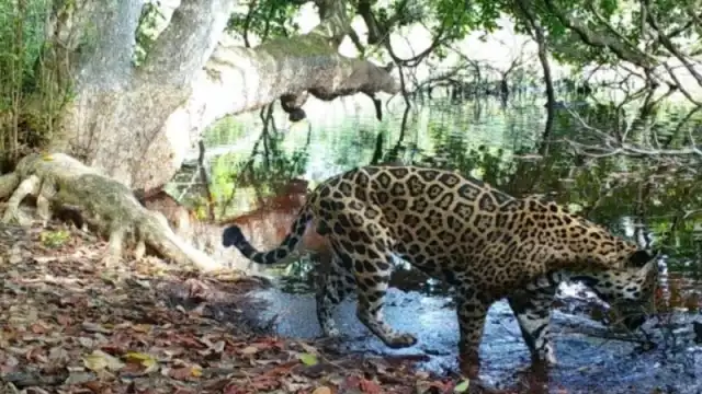 Nuevas áreas protegidas en el Corredor Biológico Balam Beh