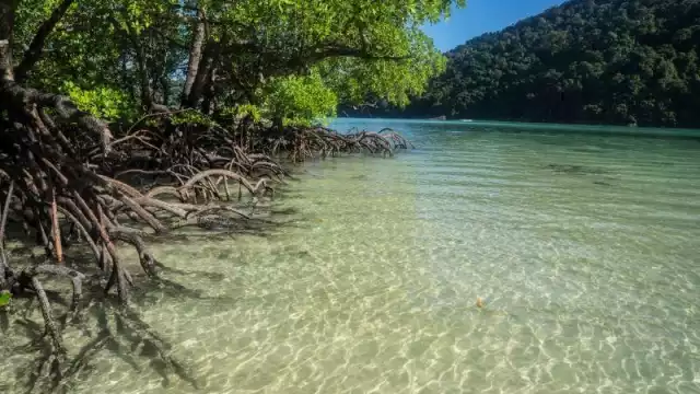 Campeche suma esfuerzos internacionales para proteger más de 200 mil hectáreas de manglar