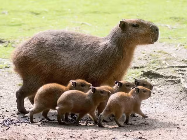Los capibara se han viralizado debido a la polémica por quién es el dueño de una marca