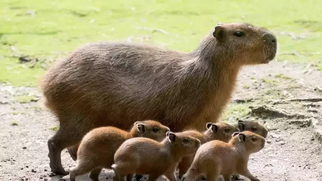 Los capibara se han viralizado debido a la polémica por quién es el dueño de una marca