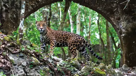 Las autoridades ambientales están actualizando la zona de protección del Corredor Biológico de Báalam Beh.