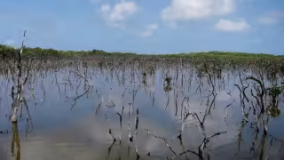 Ganaderos y apicultores de Calkiní demandan claridad en proyectos ambientales