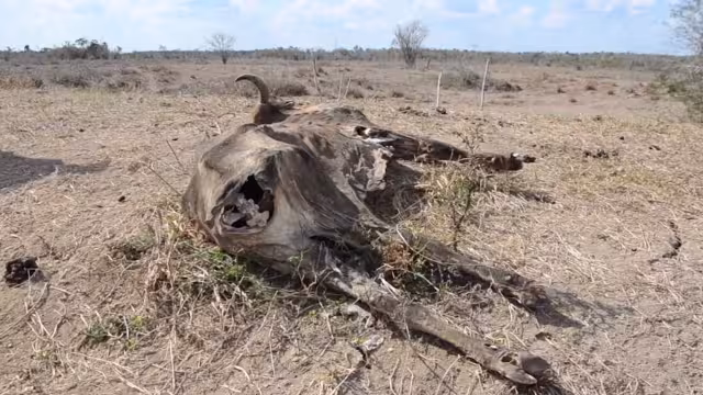 Ganaderos ansían que se acabe la veda electoral, y así recibir apoyos gubernamentales para alimentarlas