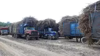 Productores de caña en riesgo de quedarse sin preliquidación por plaga de hongo