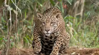 Asociación  de Ciudad del Carmen pide crear reserva  para jaguares   