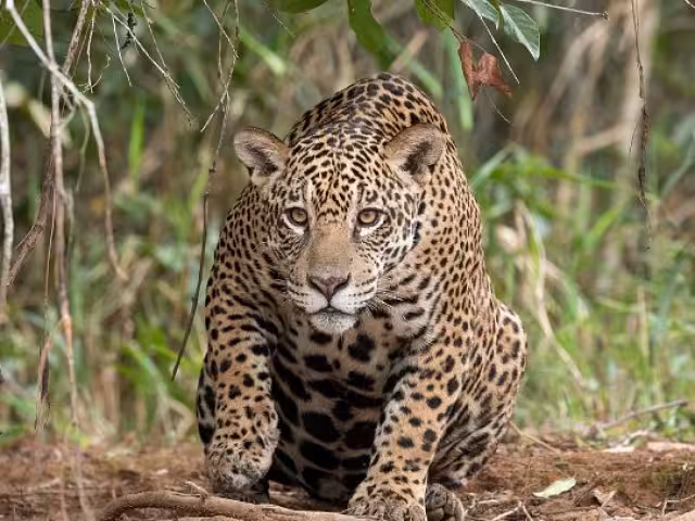 Las muertes de estos animales obligan a tomar medidas