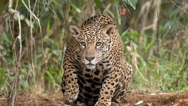 Las muertes de estos animales obligan a tomar medidas