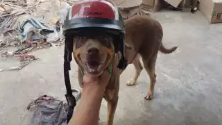 Fallece 'Duke', el guardián de los Dioses de Chichén Itzá 