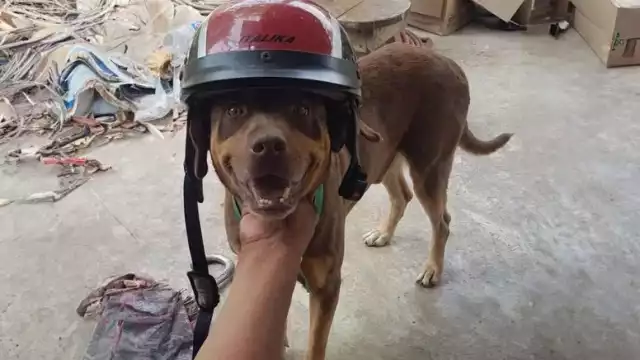 "Duke terminó su misión y enseñanza", escribió su cuidador