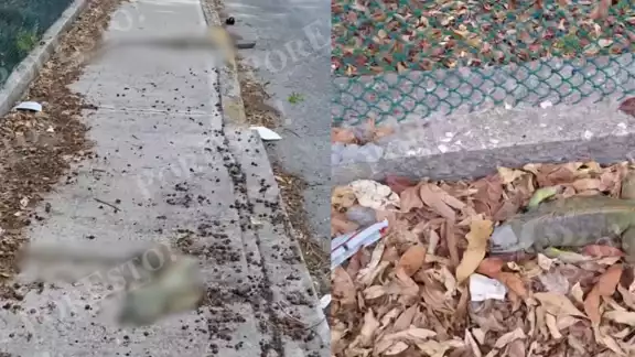 Iguanas en peligro: denuncian incremento de atropellamientos en avenidas de Ciudad del Carmen Iguanas en peligro: denuncian incremento de atropellamientos en avenidas de Ciudad del Carmen