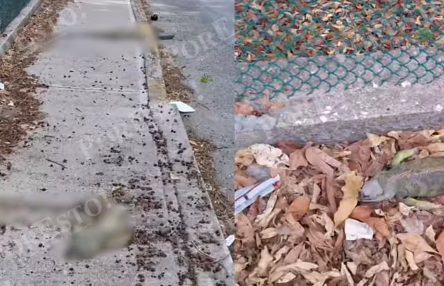 Iguanas en peligro: denuncian incremento de atropellamientos en avenidas de Ciudad del Carmen
