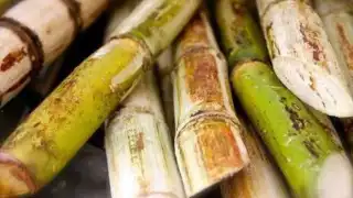 Cañeros continúan enfrentando dificultades durante zafra actual en Chetumal