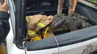 Bomberos capturan a enorme cocodrilo que paseaba por Tampico