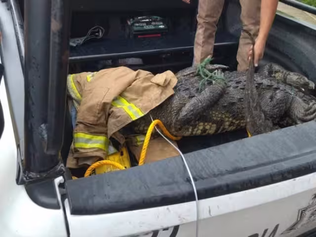 Bomberos someten a cocodrilo que paseaba por calles de Tampico