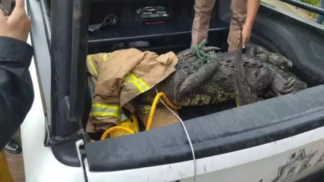 Bomberos someten a cocodrilo que paseaba por calles de Tampico