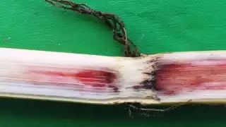 Toman acciones para proteger a cañeros de plagas en Chetumal