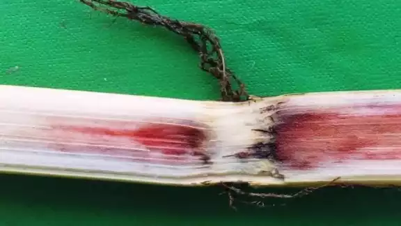 Sedarpe ha anunciado cerca de 8 mil dosis para controlar y evitar la propagación de la plaga