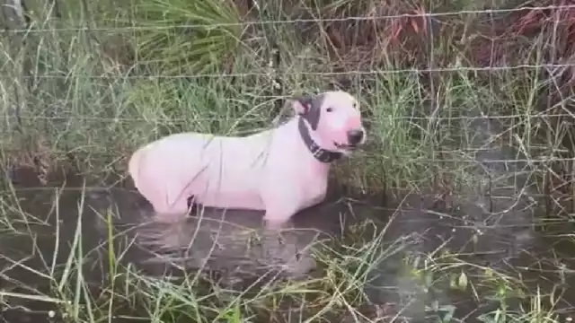 Policía rescata a perro atado antes de la llegada del huracán Milton a Tampa, Florida.