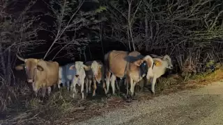 Animales sueltos deambularon por la carretera Centenario en Escárcega.