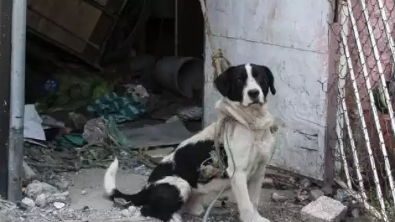 Vecinos acusaron que un hombre estaba maltratando a un perrito en la colonia de El Valle Vecinos acusaron que un hombre estaba maltratando a un perrito en la colonia de El Valle