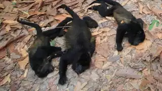 Semarnat implementa medidas para salvar a los primates en Tabasco y Chiapas