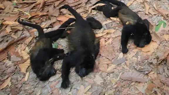 Las altas temperaturas han provocado la muerte de monos aulladores en Tabasco y Chiapas Las altas temperaturas han provocado la muerte de monos aulladores en Tabasco y Chiapas